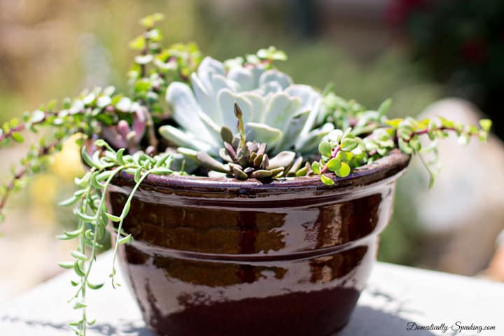 Creating a Drought Tolerant Succulent Planter