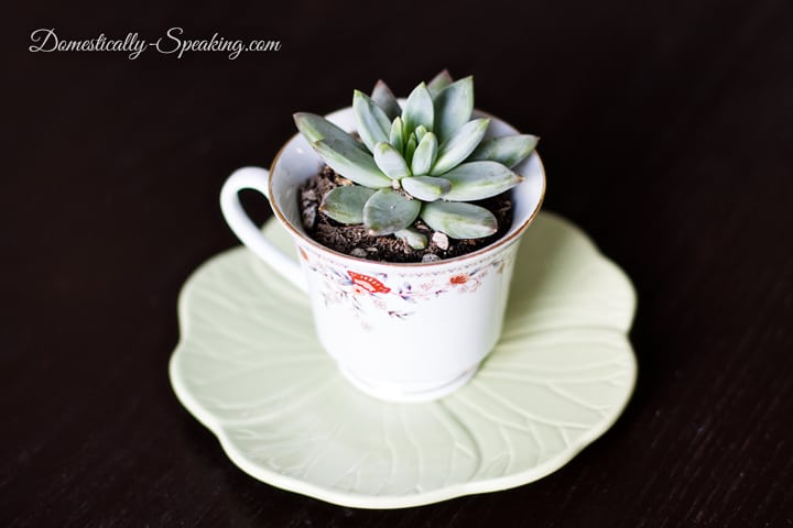 Teacup Succulents… An Easy Gift Idea