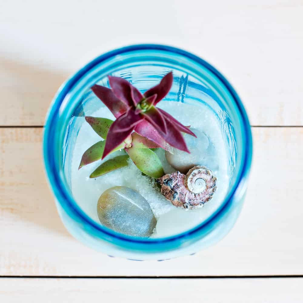 Mason Jar Succulent Terrarium