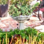 Turn an old bird bath into a Succulent Birdbath!