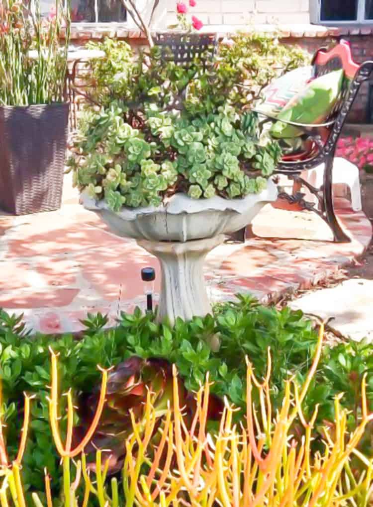 Turn an old bird bath into a Succulent Birdbath!