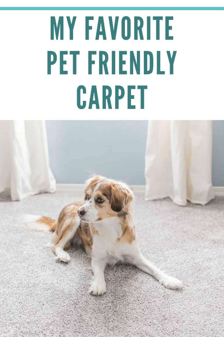 My favorite Pet Friendly Carpet